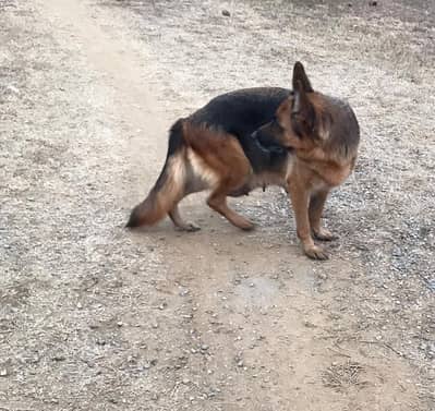 pedigree breeder female