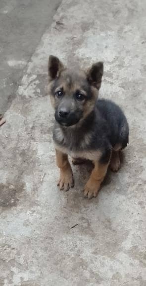 German shepherd puppy male 3 month