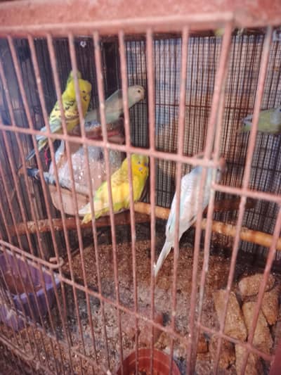 need for cash urgent sell home setup all 13 pair and one love bird