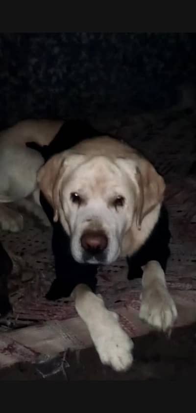 Fasilabad Labrador pair for sale video whatsap contact me