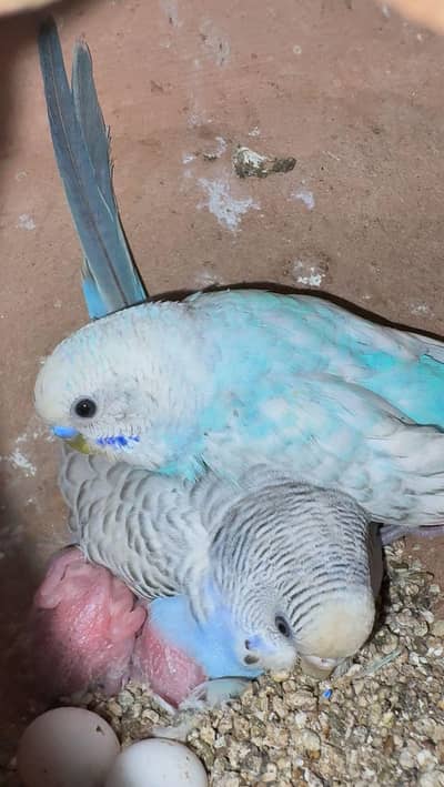 Bajri pairs with chicks