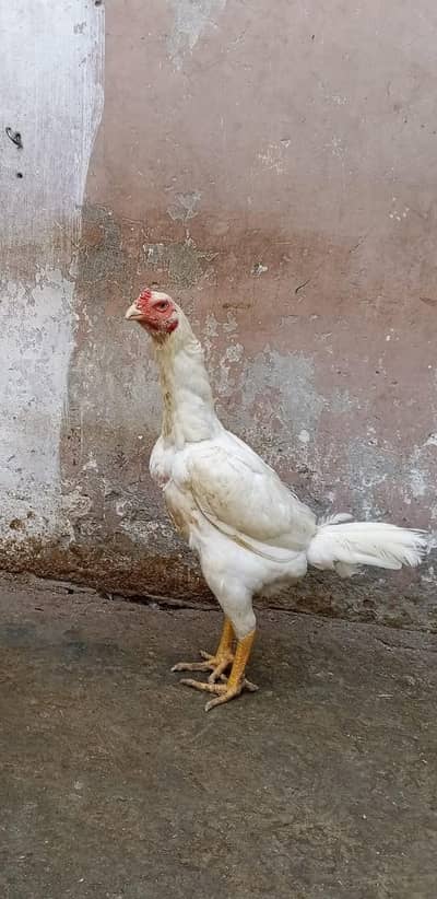White king german shamo |White shamo female | King shamo |