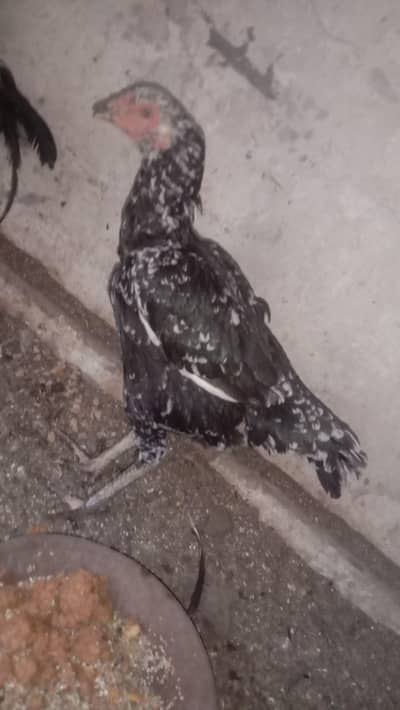 aseel high Quality . reasonable price location lahora