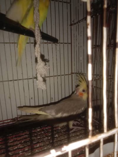 v pied cockatiel
