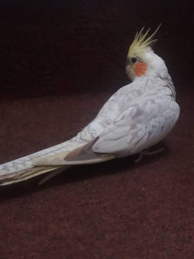 Common white/Gray/Yellow Face/White Face Common Pied Cocktails