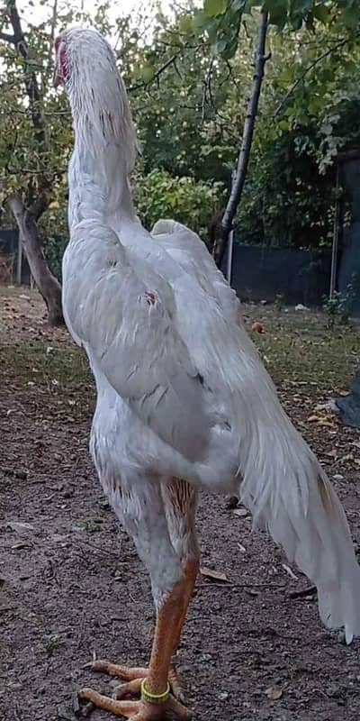 o shamo german bloodline