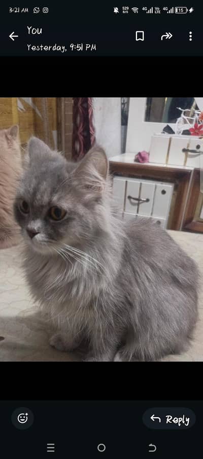 grey Persian cat
