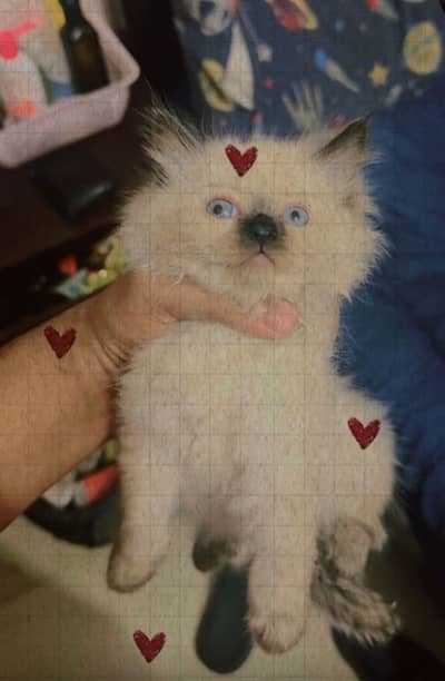 PERSIAN CATS HIMALIYAN BREED