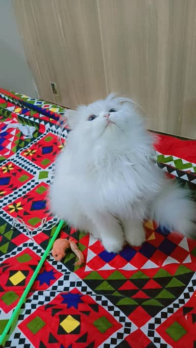 persion bunch face blue eyes kitten