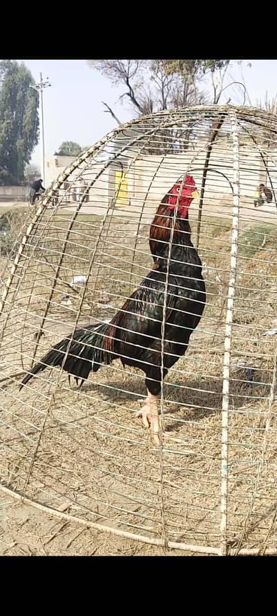 mushka aseel home breed age 14 month shokiya bndy rbta kren