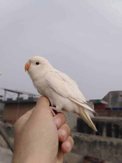 Full hand tame love bird available