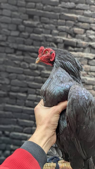 Pure minawali assel mushka patha