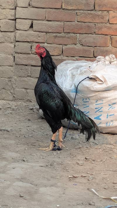 Pure minawali assel mushka patha