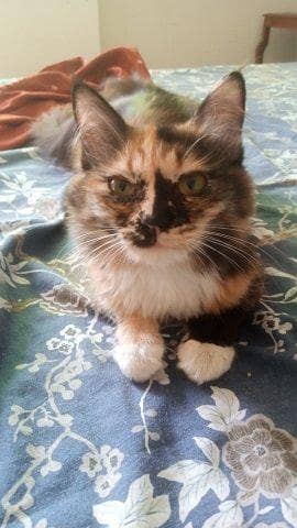 Persian and Turkish cat