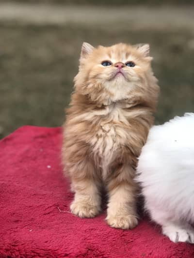 persian kitten/fluffy kitten/cat baby(0-319-4324946)