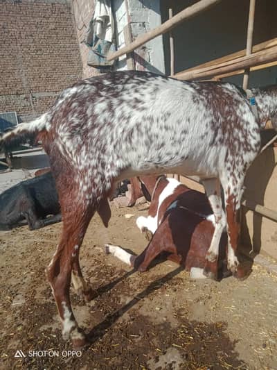 Makhi Cheeni Desi Fogli Bakri Dood wali