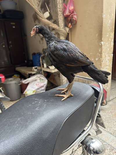 Mushki Lasani Pathi Available. .