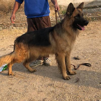 Long Coat male available for st*d