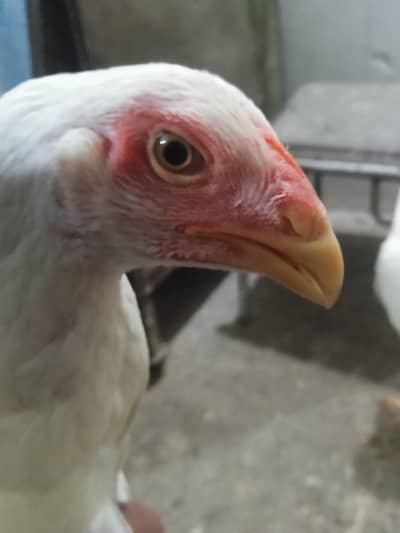 paper white shamo for sale