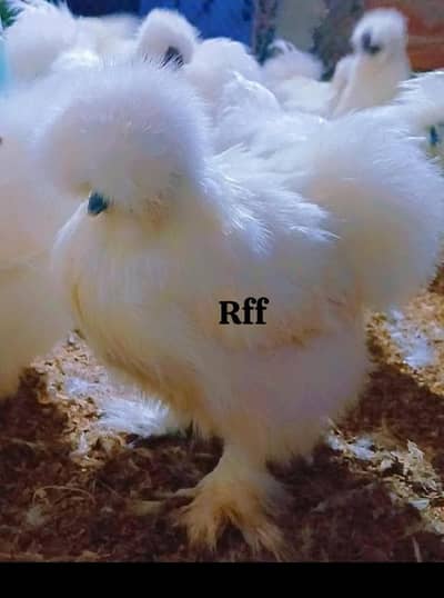 Heavy cochine and Silkie import Quality chick's available