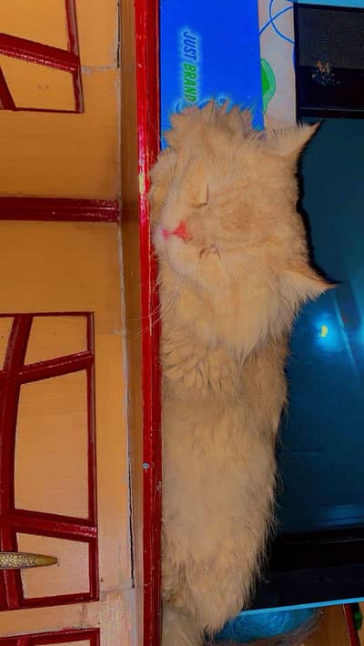 Pershian cat Buetifull Cat Train cat hai