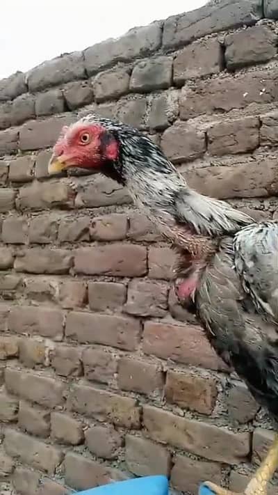 Shamo nasl ki Mar gayi