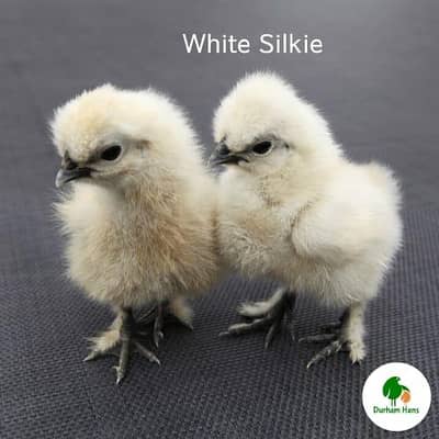 Heavy cochine and Silkie import Quality chick's available