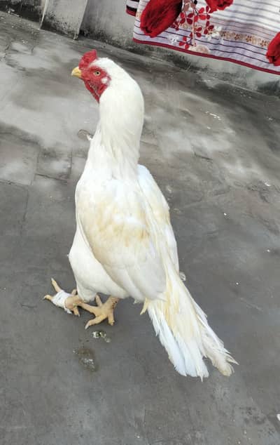 White Heera breeder Murgh