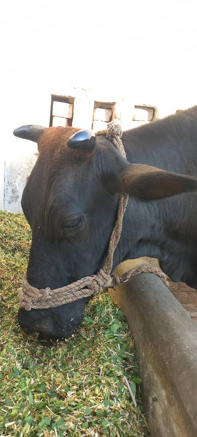 cow for sale only intrested