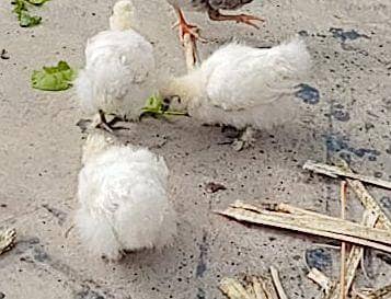 silkie white hens for sale
