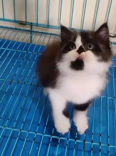 Persian cat kitten for sale. My WhatsApp 0347217524