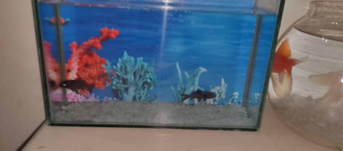 Fish tank