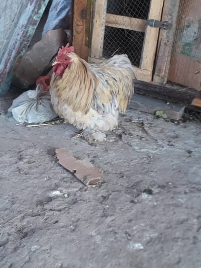 Healthy bantam male for sale