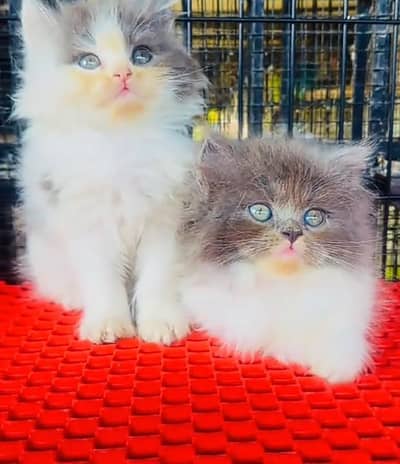 Persian cat kitten for sale. My WhatsApp 03472175246