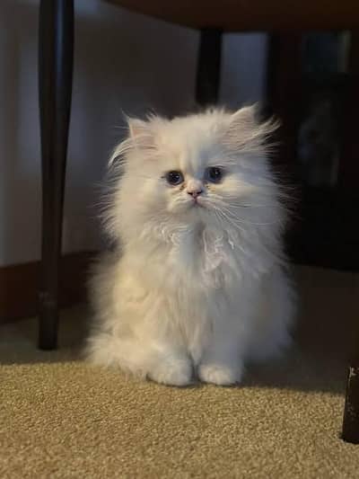 Persian cats My WhatsApp 03257448377 (@45)#