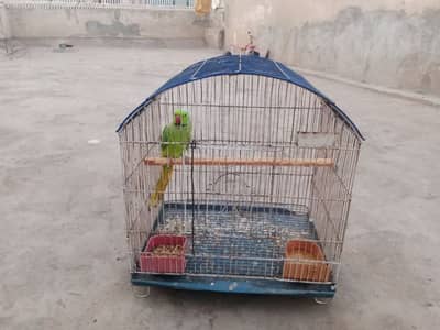 breadr male for sale femalr expire