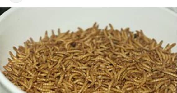 mealworms