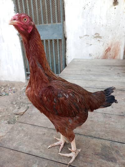 Aseel larie wali mirgi