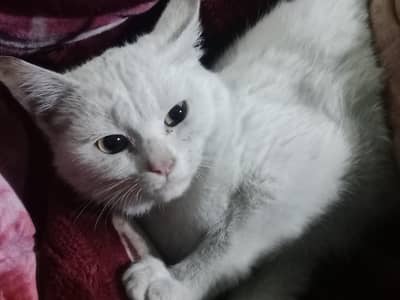 Persian kittens pair