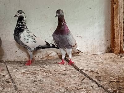 pegions cocktails and cage