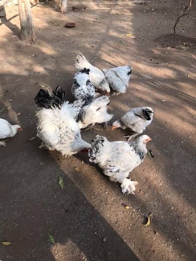 Light Brahama colambian light brahama Fancy Chickens chicks murghee