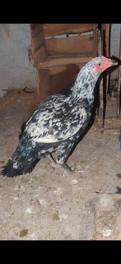 Aseel hen female choras nalli high quality