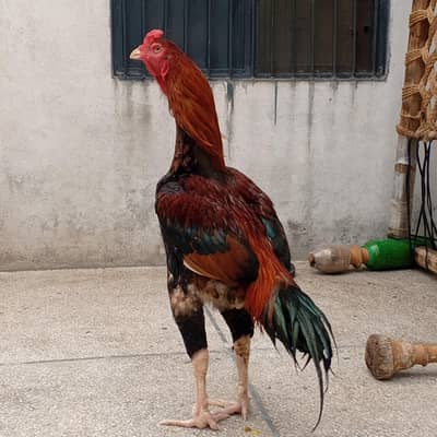 kamalia cross breader murga