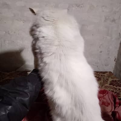 punch and doll face male cat