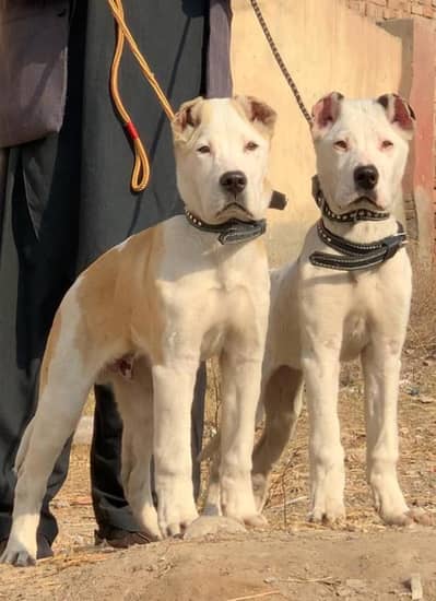 paur bully gultair dog pair 4 mohtn for sale