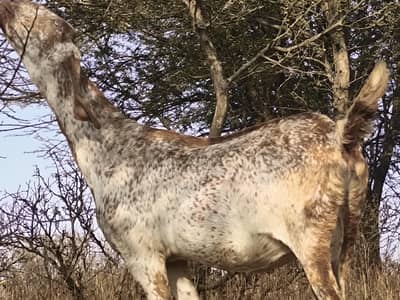 Bakri Soni wali Sehat Mand Or Abi Tayr h 10 Din Tak so Jaye Gi Insh