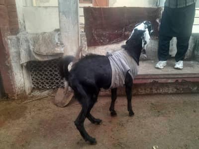 Contact me different prices