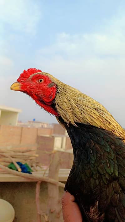 jawa paha for dale home breed se ha father mother video