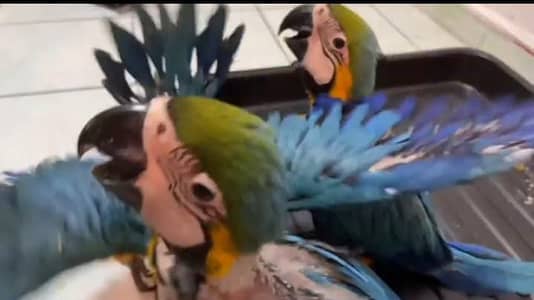 Blue and gold macaw chicks for sale age 3 month