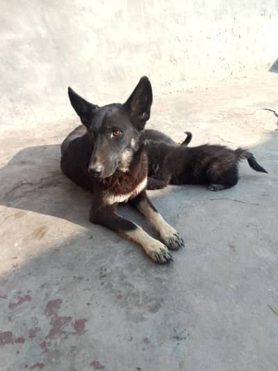 Alsition dog boht smjhdaar hai  do dafa breed li hai is sy